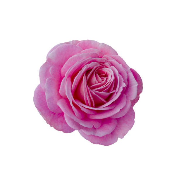 Fresh beautiful pink rose isolated on a white background. Detail for creating a collage