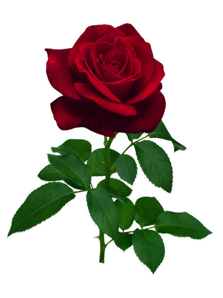 istock Dark red rose with green leaves isolated on white 2194061928