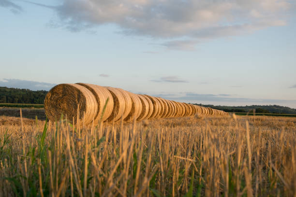 istock Row of straw bales at sunset. 2194062728