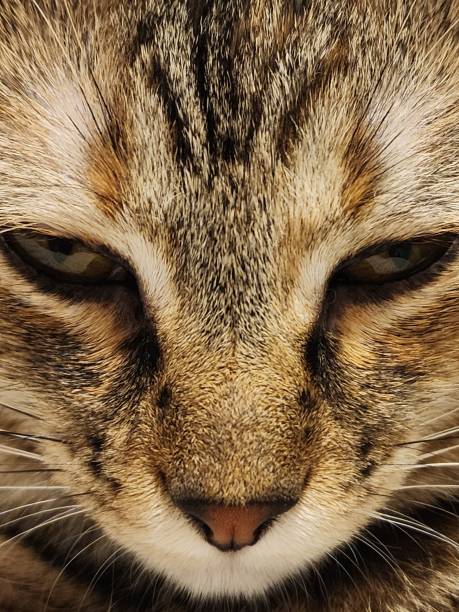 close up of a young beautiful black and white domestic cat with green background, space for any content