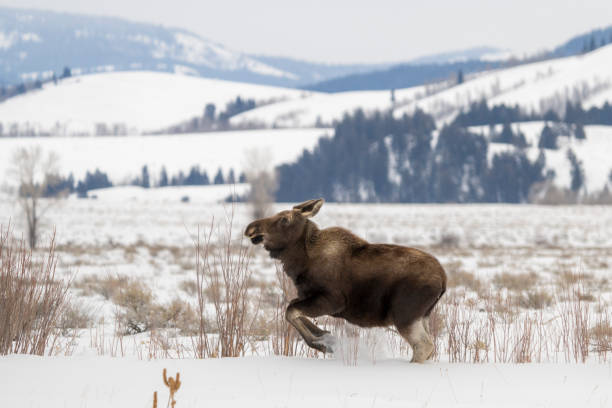 istock Moose in Motion Across the Snow 2194063063