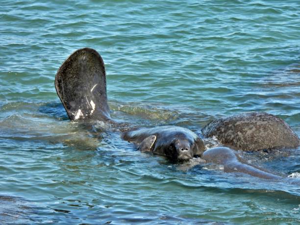 istock Manatees  (Trichechus) swimming in a lagoon 2194065318