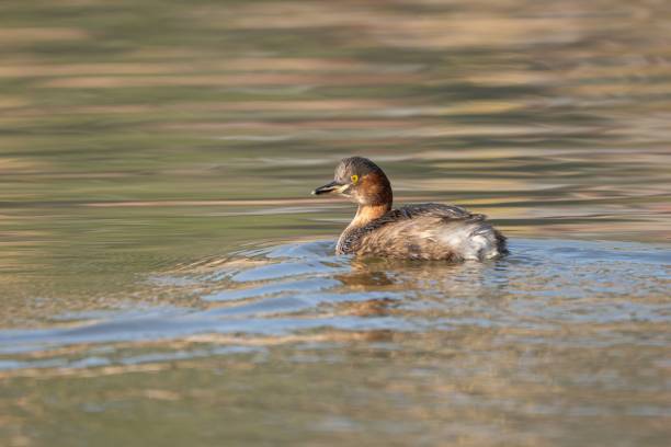 istock Little grebe swimming on a calm lake. 2194065682