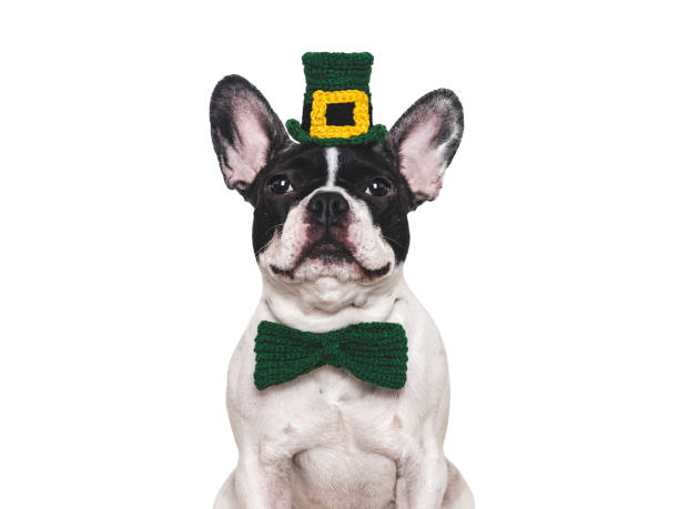 istock Lovable, pretty puppy and bright green hat 2194065783