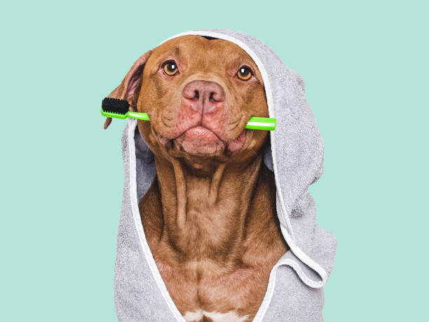 istock Cute dog, towel and toothbrush. Studio shot 2194065856