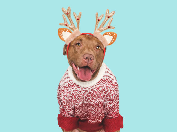 istock Merry Christmas and Happy New Year. Charming dog 2194065940