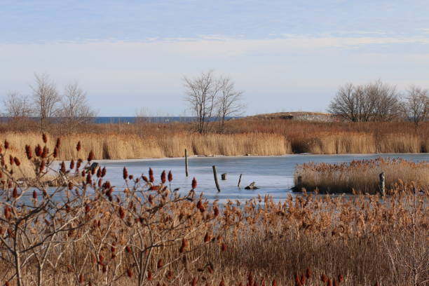 A frozen wetland surrounded by dried reeds, bare trees, and wooden posts emerging from the ice. Red sumac berries in the foreground contrast with the muted winter tones. A distant shoreline and open water are visible under a clear blue sky. Keywords: winter landscape, frozen water, wetlands, reeds, bare trees, nature, seasonal, ice, cold, tranquil.