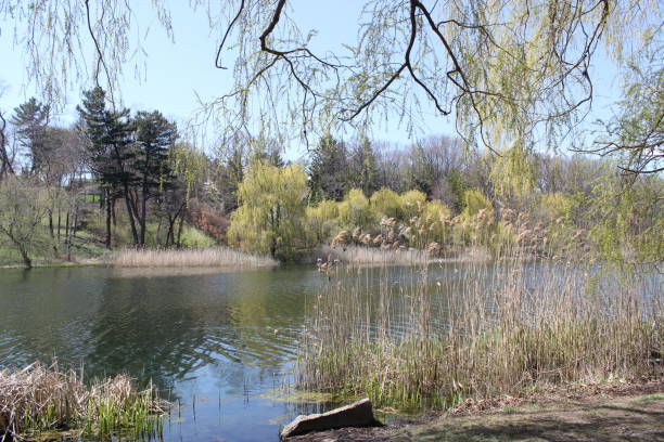 A serene pond is surrounded by lush vegetation, including tall reeds (Phragmites australis) and graceful willow trees (Salix), their delicate branches draping over the water. The calm water reflects the blue sky and greenery, creating a peaceful natural setting. In the background, a mix of evergreen and deciduous trees adds depth to the landscape. The soft hues of early spring foliage bring a sense of renewal and tranquility, making this a perfect nature retreat.