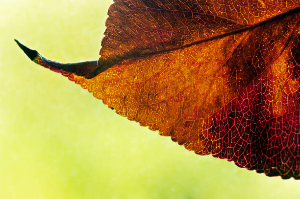 An autumn leaf with a green background.