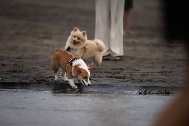 Two domestic dogs are playing on sands at Canggu beach, Bali Island.