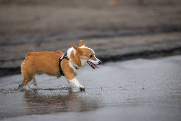 Domestic dog is running on Canggu beach.Denpasar, Bali Island.