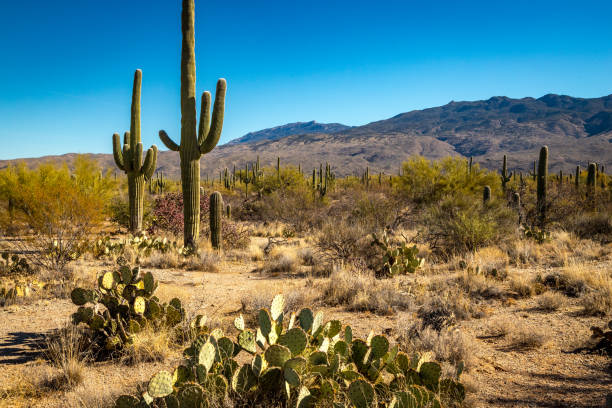 istock Exploring the beauty of Saguaro National Park 2194068976