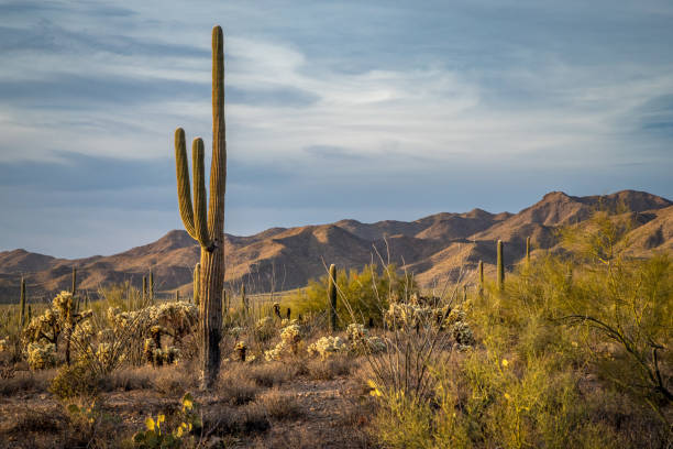 istock Discovering Sonoran Desert's calm beauty 2194069061
