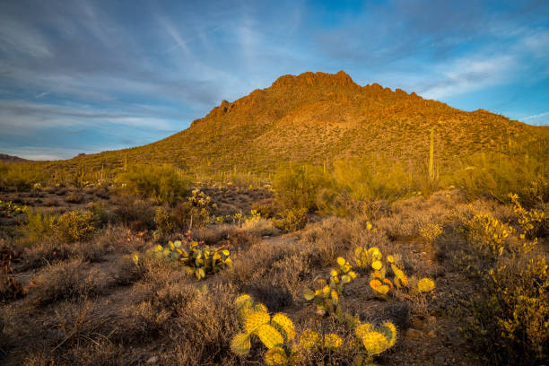 istock Majestic sunset at Tucson Mountain Park 2194069063