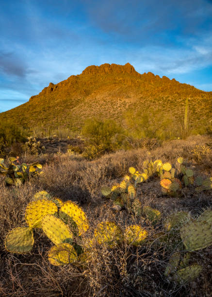 istock Majestic sunset at Tucson Mountain Park 2194069067