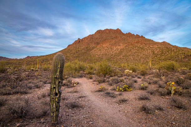 istock Tucson Mountain Park at dusk 2194069078