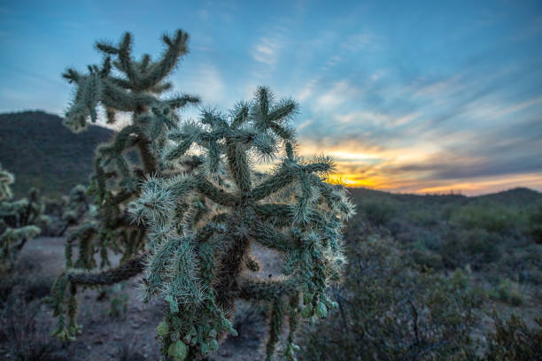 Sun shining through a cholla cactus in the Sonoran Desert of Arizona. Southwest USA.