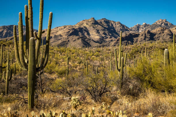 Explore the breathtaking beauty of Bear Canyon in Arizona, where towering Saguaro cacti punctuate the serene desert landscape under a clear blue sky.