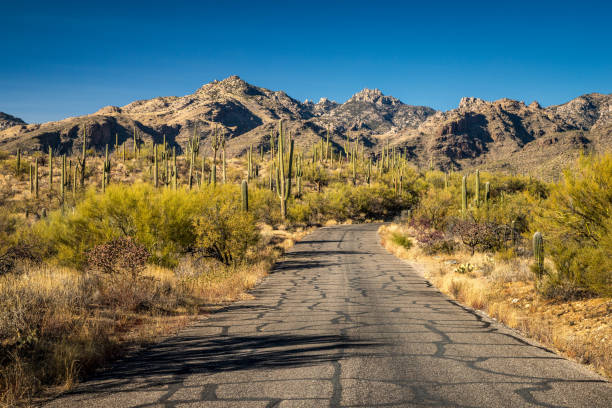 Journey down a picturesque road surrounded by saguaro cacti and stunning mountain views in the Sonoran Desert of Arizona.