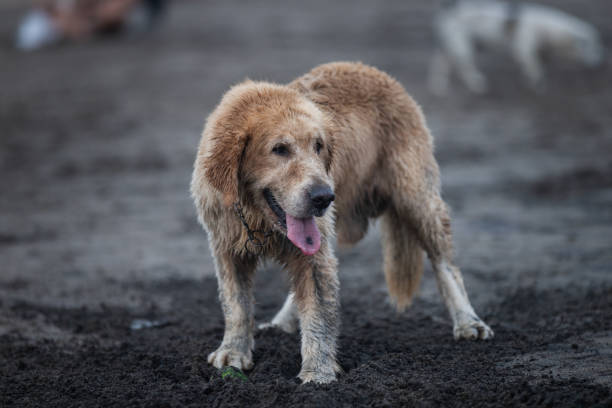 closeup of tibetan mastiff, north china