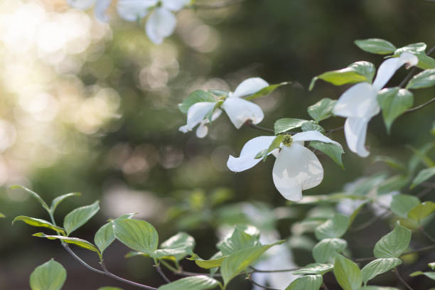 istock Dogwood Flowers 2194070573