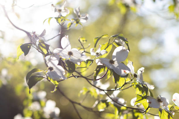 White Blooms on a Tree