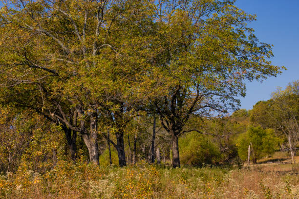 istock Sequoyah State Park, Hulbert, Oklahoma, USA 2194070806