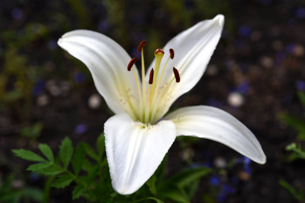 Shine_and_lily