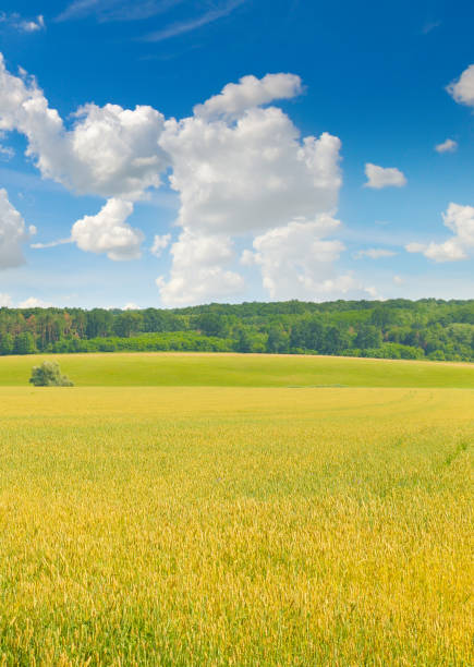 istock Green wheat field and blue cloudy sky. 2194072205