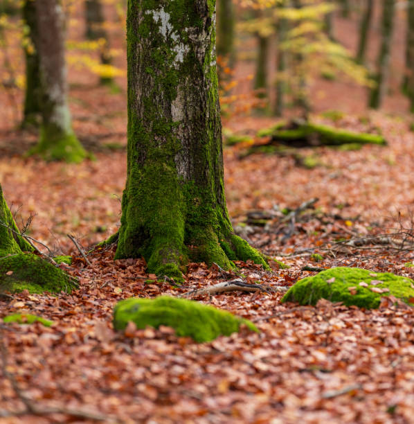 Brown autumn leaves on the floor of a beech forest.