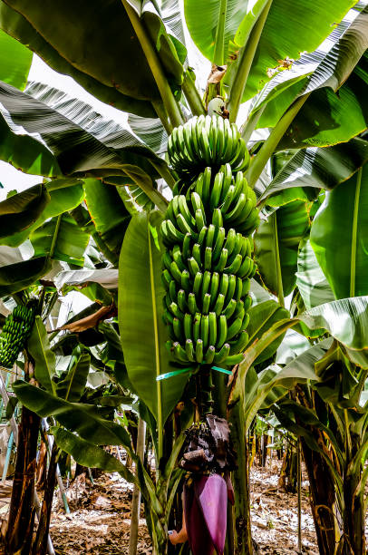 istock A bunch of green bananas hanging from a tree 2194076191