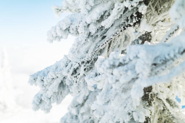 Winter in mountains, close-up of tree branches in snow