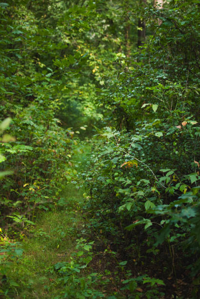 istock view of a narrow forest pathway illuminated by soft sunlight, surrounded by dense, vibrant green vegetation 2194076357