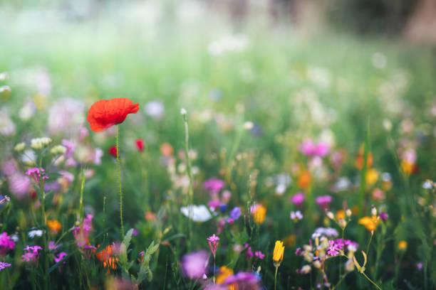 istock Colorful Meadow With Red Poppy 2194076526