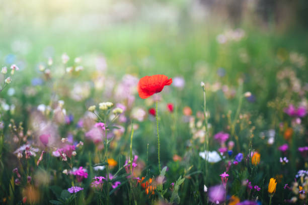 istock Colorful Meadow With Red Poppy 2194076529