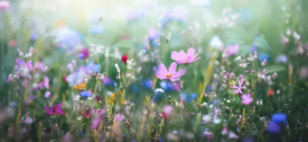 Panoramic Colorful Meadow Panoramic Colorful Meadow