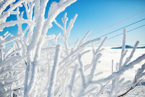 Winter in mountains, close-up of tree branches in snow