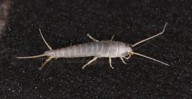 istock Primitive pest insect silverfish Lepisma saccharina on the bathroom floor. 2194077524