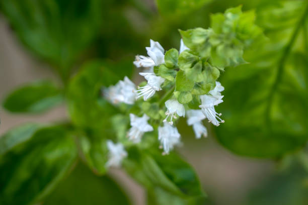 istock Basil flowers in a garden 2194079542