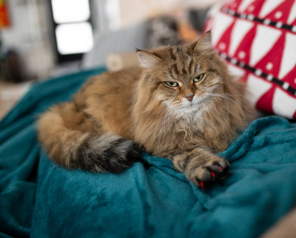 istock Siberian Cat Streching on Sofa with pretty nail caps 2194079552