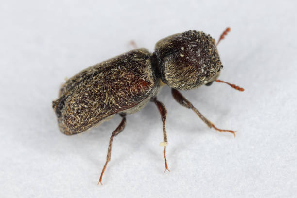 Micrapate scabrata a small beetle from the family auger beetles, false powderpost beetles, Bostrichidae.