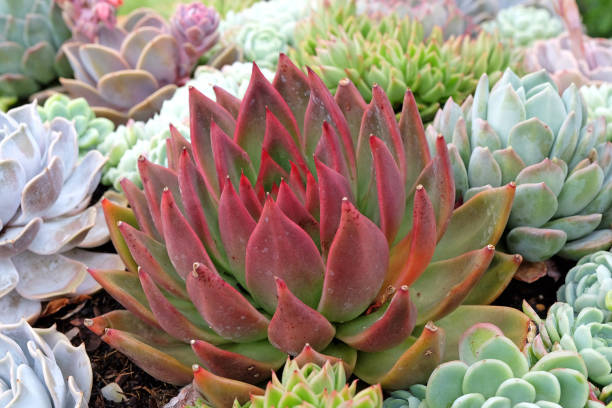 istock Echeveria x gilva Red succulent also known as houseleeks. 2194083921