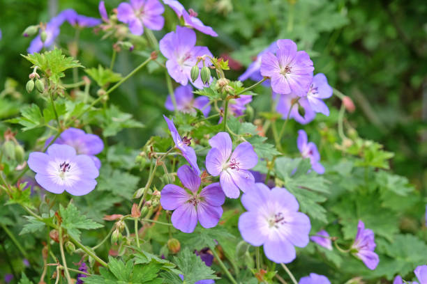 istock Purple hardy geranium cranesbill Rozanne in flower. 2194083957