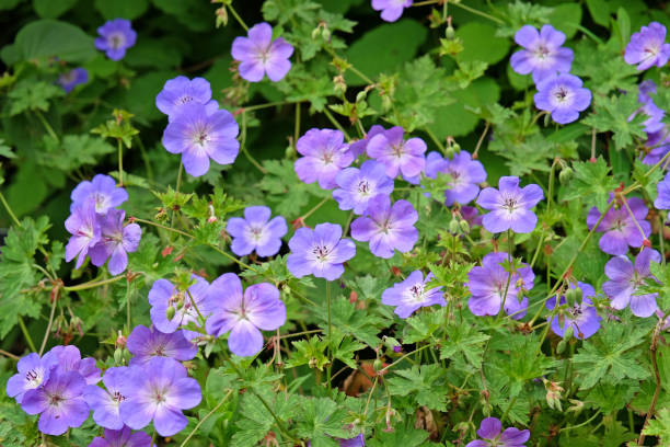 istock Purple hardy geranium cranesbill Rozanne in flower. 2194084019