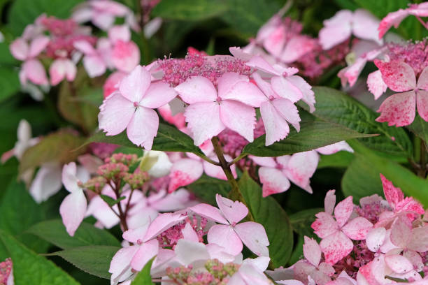 istock Deep Pink Hydrangea serrata Grayswood in flower. 2194084056