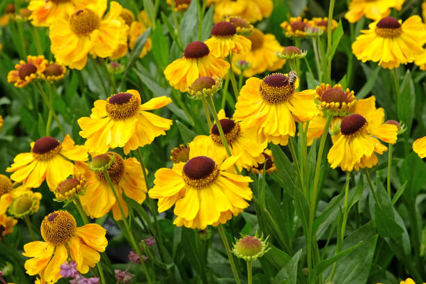 istock Yellow helenium sneezeweed, El Dorado in flower. 2194084180