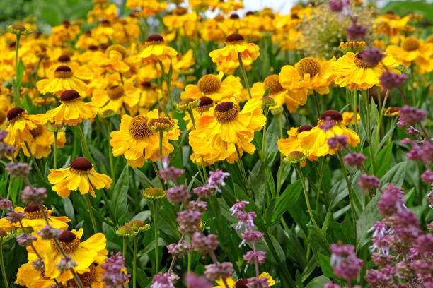 istock Yellow helenium sneezeweed, El Dorado in flower. 2194084188