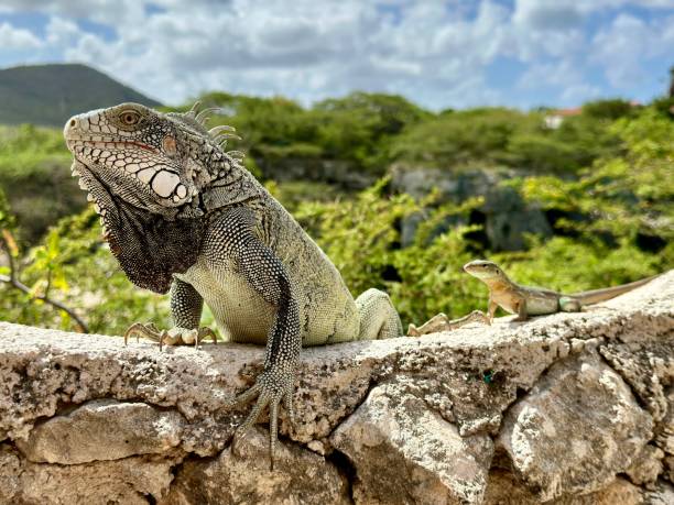 istock Mother and child Iguana 2194084241