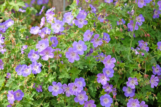 istock Purple hardy geranium cranesbill Rozanne in flower. 2194084248
