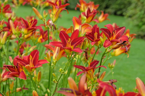 Red Daylily Hemerocallis Stafford in flower.